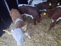 Toro, Simmental cattle — foto 1