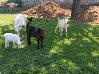 Cabro, Cabras — foto 1