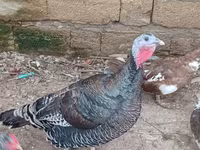 Turkeys — الصورة 1