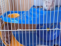 Hamster üçün tam dəst qəfəs Ağ və boz rəngli sevimli xamyaklardır — الصورة 5