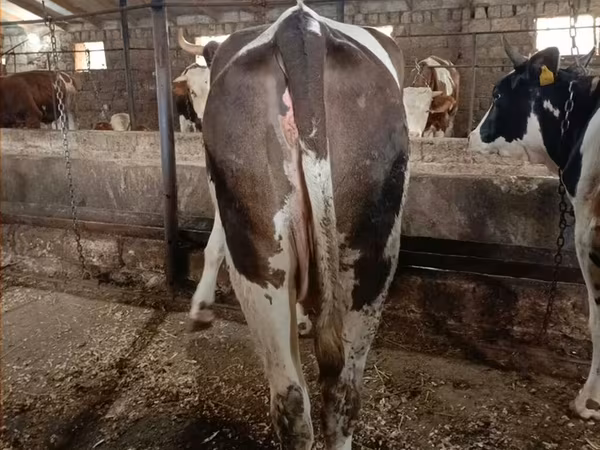 Kuh, Simmental cattle