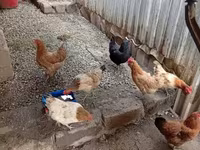 Chickens — الصورة 4