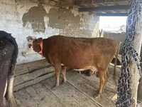 بقرة, Latvian Blue cattle — الصورة 1
