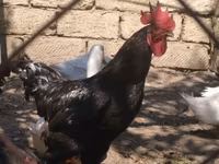 American Pekin — photo 6