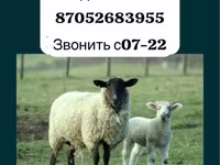 Widder, Gorkov sheep — Foto 1