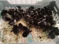 Chickens — foto 3