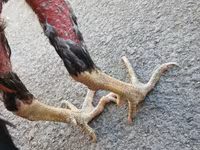 Chickens — Foto 5