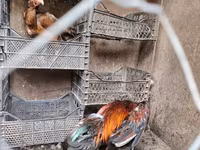 Chickens — Foto 1