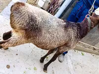 公羊, Hissar sheep — 照片 3