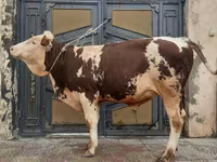 सांड, Simmental cattle — फ़ोटो 4