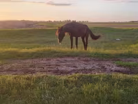 Yegua, Kazakh horse — foto 3