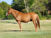 حصان, Quarter Horse — الصورة 2
