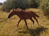 Caballo, Caballos — foto 1