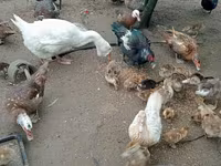 Ducks — फ़ोटो 1