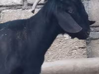 Taka, Anatolian Black goats — 2-rasm