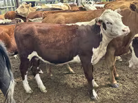 Sigir, Qoramol — 1-rasm