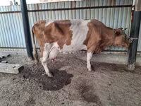 İnək, Simmental cattle — foto 1