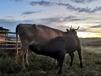 بقرة, Simmental cattle — الصورة 2