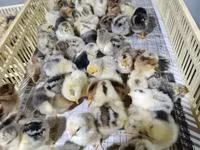 Chickens — foto 1