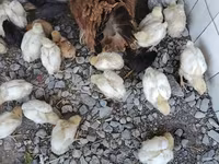 Chickens — الصورة 1