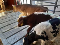 Toro, Simmental cattle — foto 1