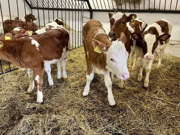 بقرة, Simmental cattle