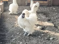 Силки — 2-сурет