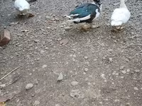 Ducks — photo 1