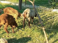 Sheep, Sheep — photo 7