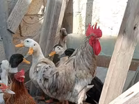 Chickens — फ़ोटो 3