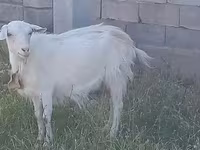 عنزة, Saanen goat — الصورة 4