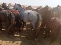 Toychoq, Horse breed — 3-rasm