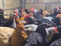 Chickens — 3-сурет