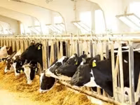 公牛, Holstein breed — 照片 4