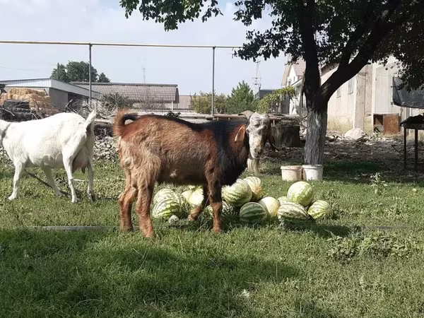 Ziege, Nubian Goat