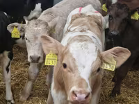 Bulle, Simmental cattle — Foto 4