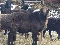 كبش, Hissar sheep — الصورة 2