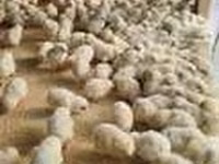 Chickens — Foto 6