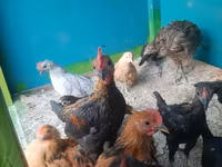 Chickens — Foto 7