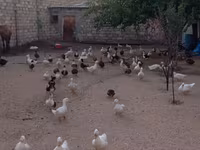 Ducks — الصورة 4