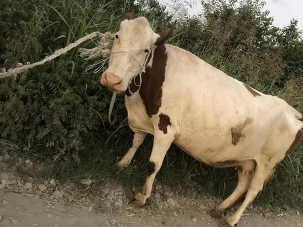 Cow, Cattle