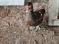 Ducks — 照片 5