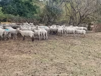 Qoyun, Baerchuke sheep — foto 3