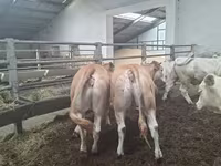 गाय, Blonde d’Aquitane cattle — फ़ोटो 1