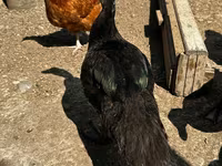 Ducks — Foto 3