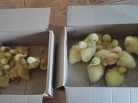 Geese — Foto 6
