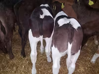 İribuynuzlu mal-qara (partiya, cinsi göstərilməyib), Simmental cattle — foto 5