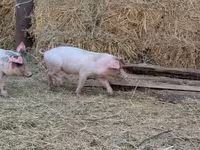 Schweine (Partie, Geschlecht nicht angegeben), Schweine — Foto 3