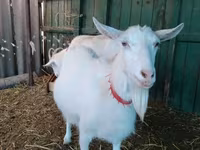 山羊（批次，未指定性别）, Saanen goat — 照片 7