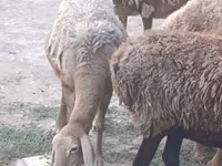Schaf, Arashan sheep — Foto 3